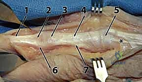 توضيح تشريحي لمسار الأوتار الباسطة