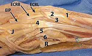 التشريح الدقيق لمناطق فيردان في اليد