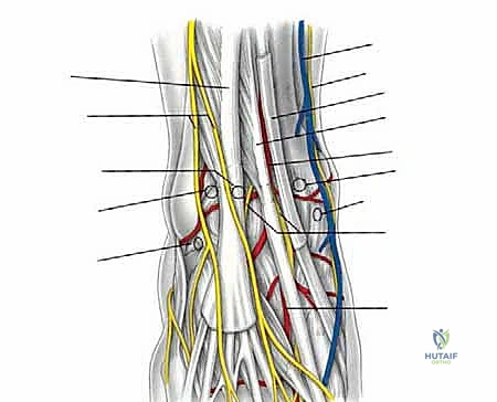 تشريح مفصل الكاحل وتأثير الخشونة