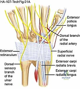 تشريح مفصل الرسغ وعظام الصف القريب والبعيد