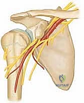 Illustration of shoulder fractures pediatric - Dr. Mohammed Hutaif