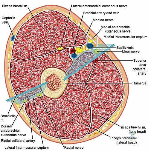 متلازمة الحيز الحادة في الطرف العلوي: سباق مع الزمن لإنقاذ وظيفة يدك وذراعك مع الأستاذ الدكتور محمد هطيف في صنعاء