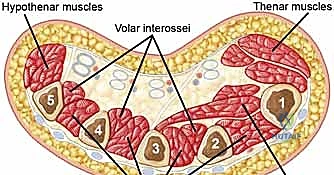 تشريح حيز الذراع الأمامي والخلفي