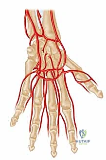 صورة توضيحية للتشريح الوعائي المعقد لليد البشرية، تظهر الشرايين الرئيسية والأقواس الراحية التي تغذي الأصابع والراحة.