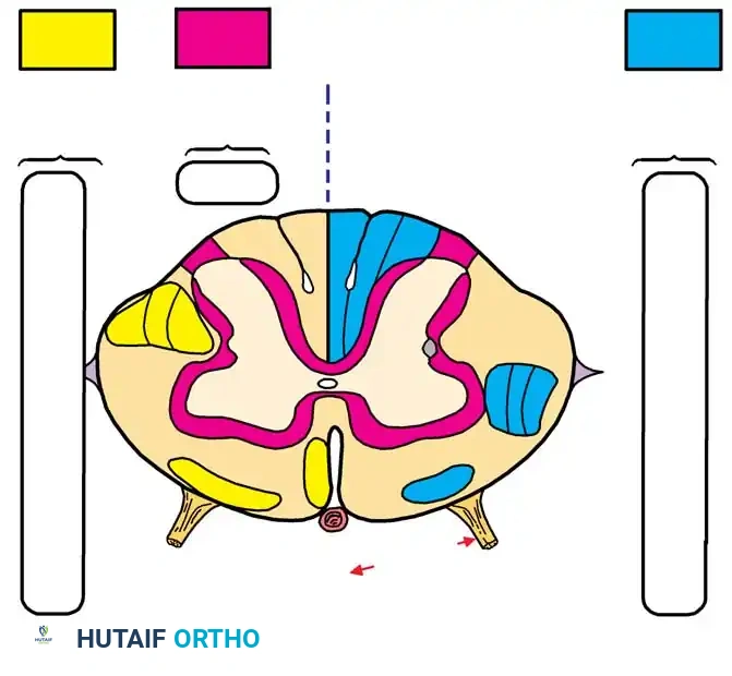 Surgical Anatomy of the Spinal Cord, Nerve Roots, and Vertebral Pedicles