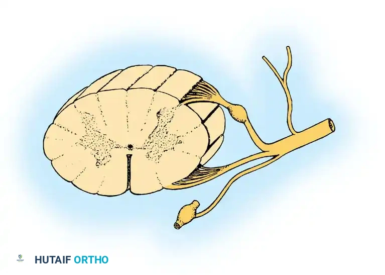 Spinal Nerve Anatomy & Surgical Repair: Orthopaedic Guide