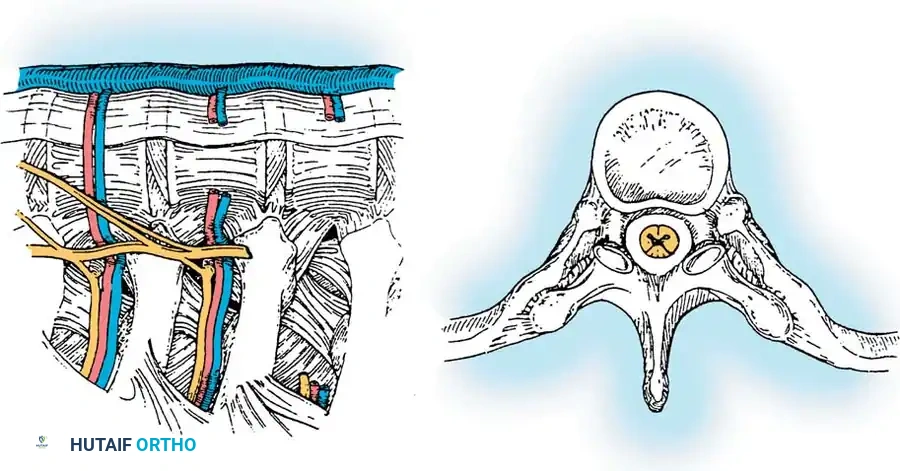 ANTERIOR THORACOPLASTY Surgical Diagram