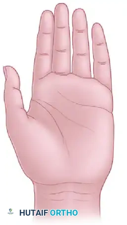 Hutaifortho's Orthopaedic Diagram