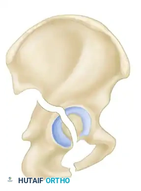 Hutaifortho's Orthopaedic Diagram