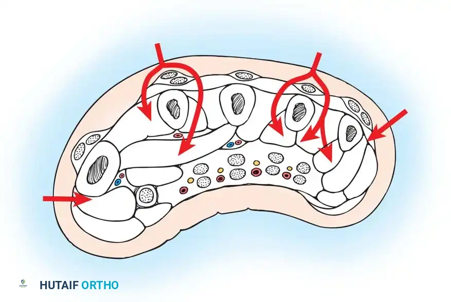 Compartment Syndrome and Volkmann Contracture: Surgical Management