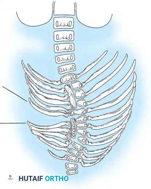 Hutaifortho's Orthopaedic Diagram