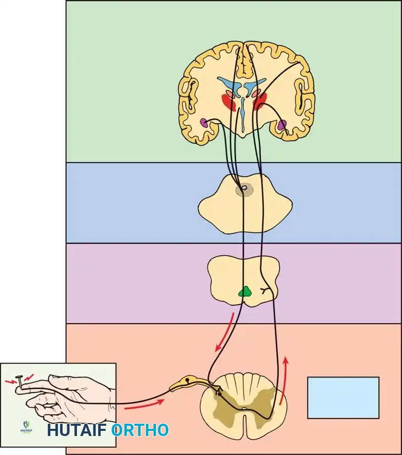 Degenerative Disc Disease and Internal Disc Derangement: Comprehensive Surgical Guide