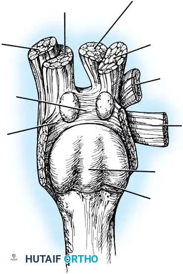 Medial head— flexor hallucis brevis