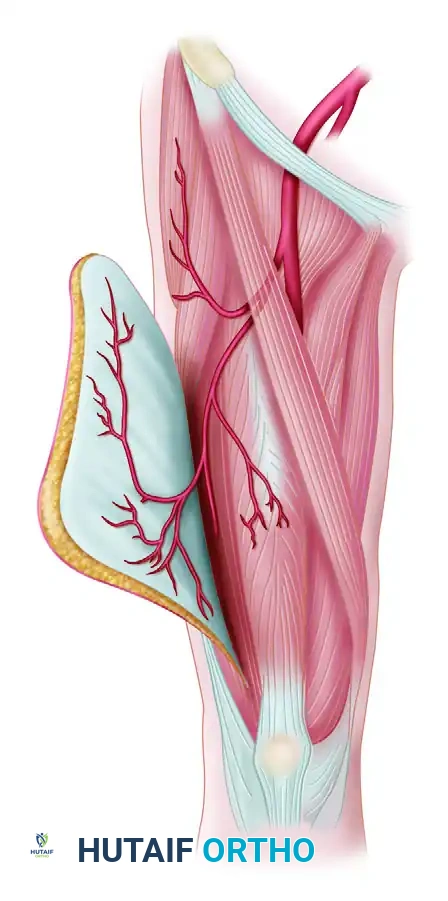Anterolateral Thigh & Scapular Flaps: Surgical Techniques