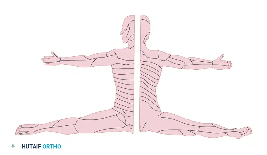 Pathophysiology and Clinical Evaluation of Peripheral Nerve Injuries