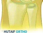 المنطقة التشريحية الرابعة السلامية الدانية