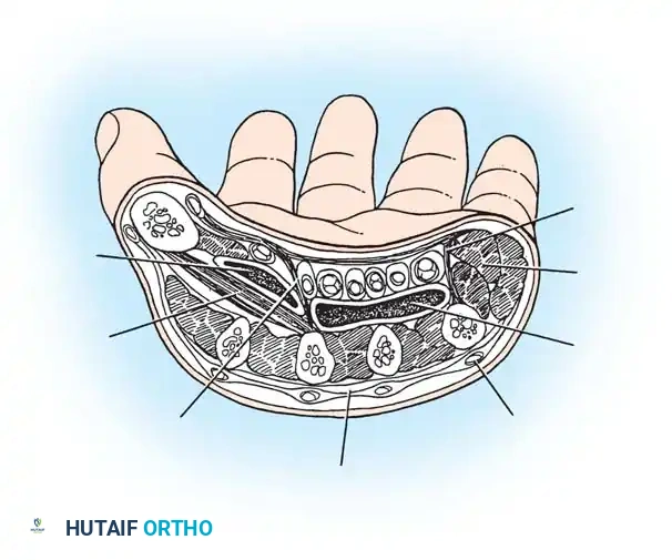 Dorsal subaponeurotic space