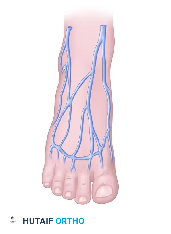 Lesser saphenous vein
