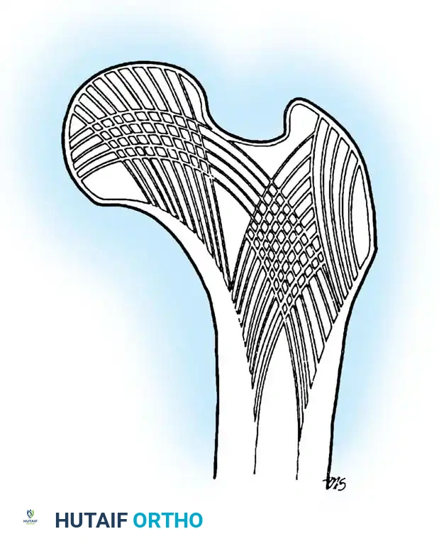 Hutaifortho's Orthopaedic Diagram