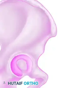 Anterior column Posterior column Posterior column