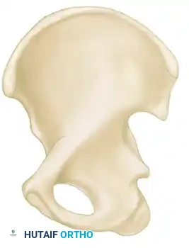 Anterior column Posterior column Posterior column