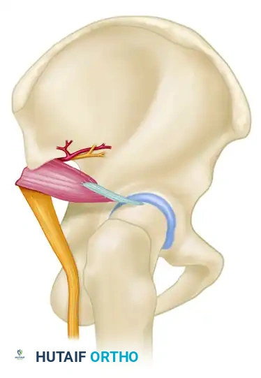 Piriformis