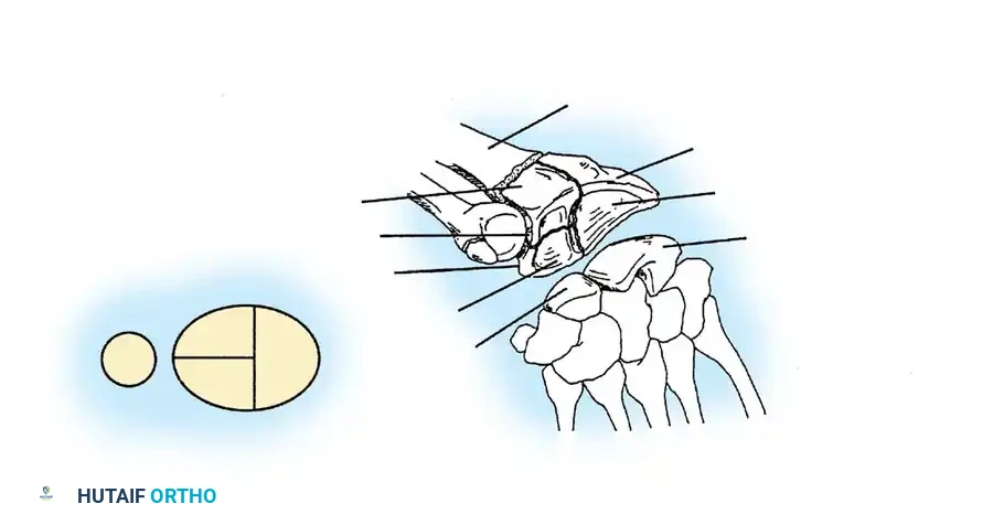 Hutaifortho's Orthopaedic Diagram