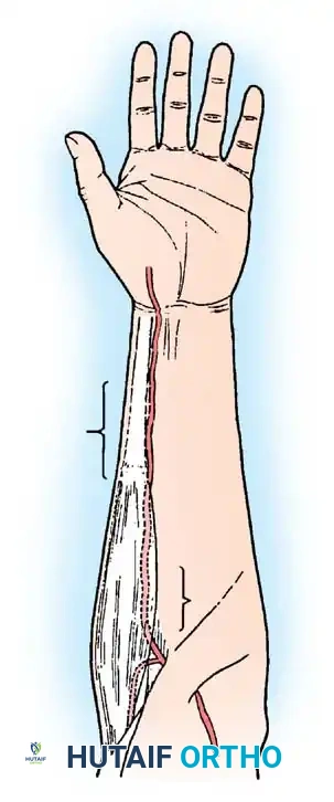 Hutaifortho's Orthopaedic Diagram