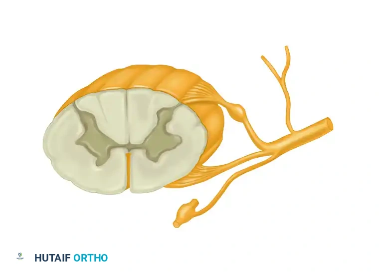 Comprehensive Guide to Peripheral Nerve Anatomy and Surgical Repair