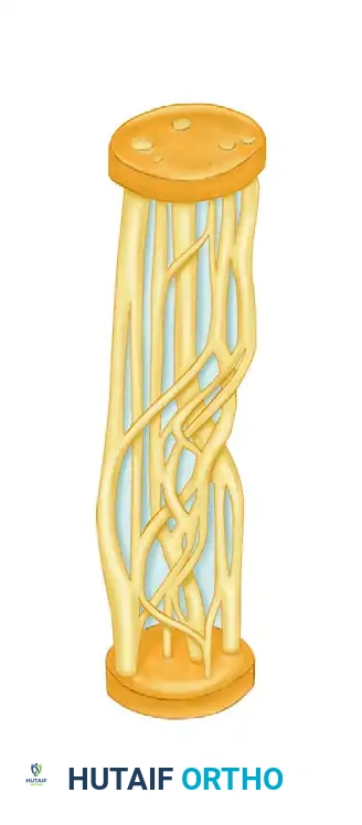 Internal Topography and Microsurgery of Peripheral Nerves