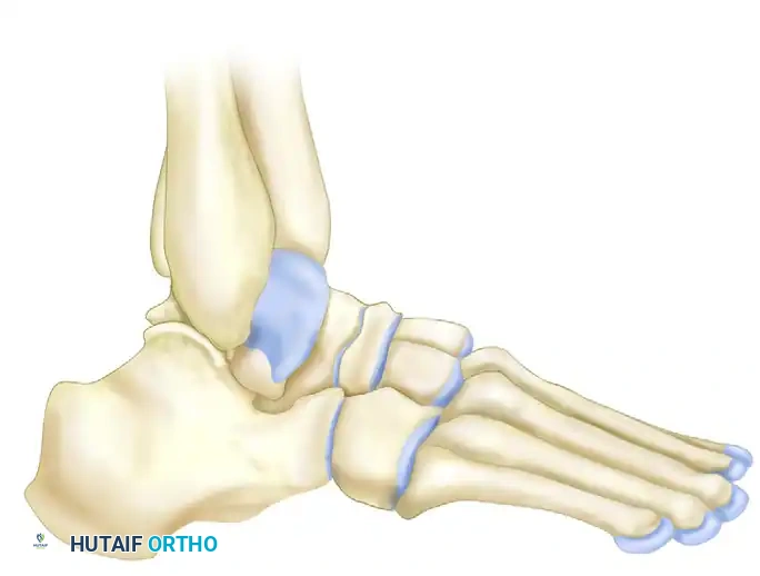 Normal Lateral Foot Anatomy