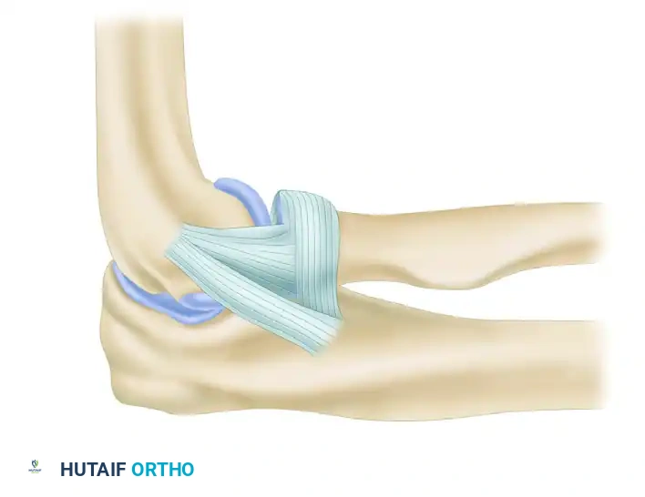 Lateral collateral ligament