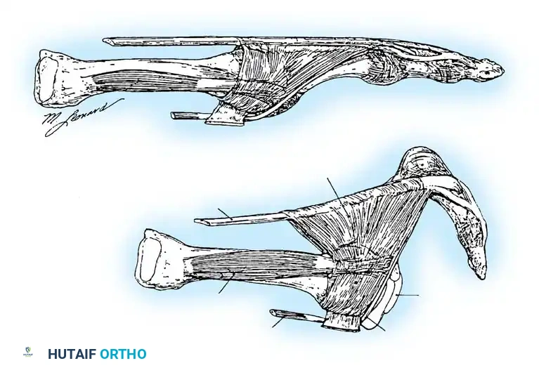 Extensor longus tendon