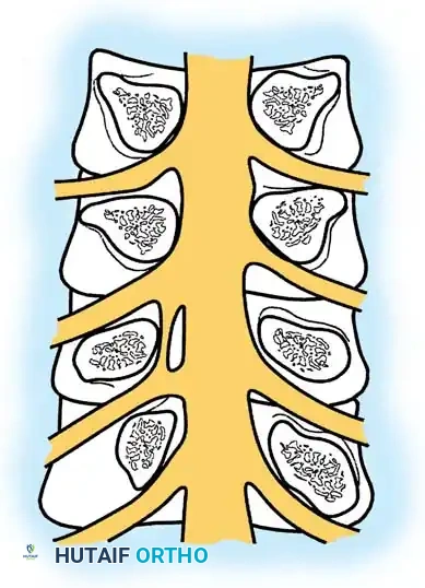 Hutaifortho's Orthopaedic Diagram