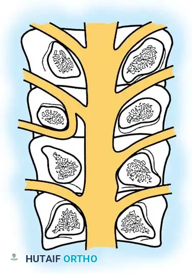 Hutaifortho's Orthopaedic Diagram