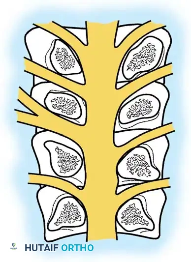 Hutaifortho's Orthopaedic Diagram