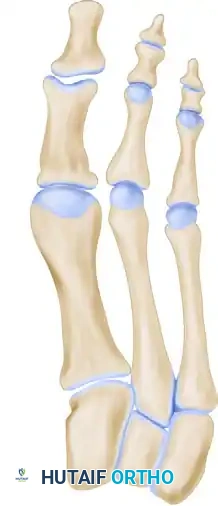 الدليل الشامل لجراحات تعديل انحراف إصبع القدم الكبير المتقدمة