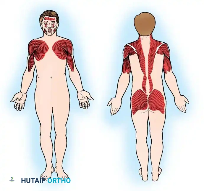 Hutaifortho's Orthopaedic Diagram