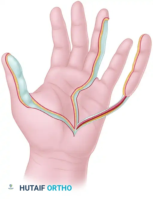 Neurovascular Island Graft Transfer: Advanced Surgical Techniques and Protocols