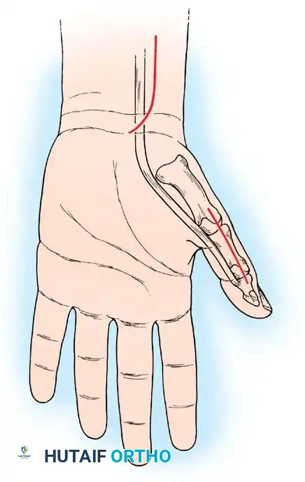Hutaifortho's Orthopaedic Diagram
