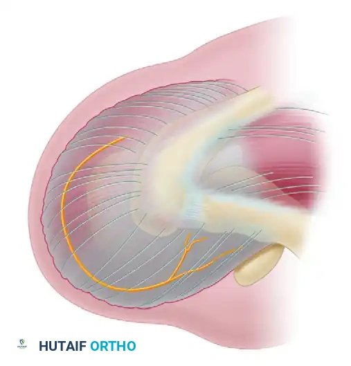 Axillary nerve anatomy and incision placement
