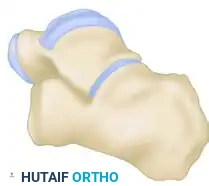 Neutral Eversion Inversion