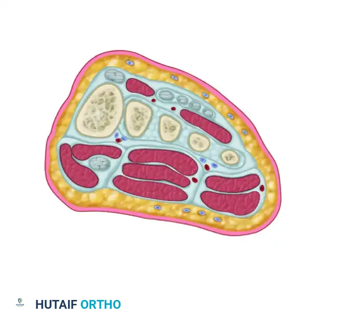 Interosseous Compartment