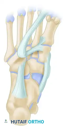 FIGURE 82-59 Plantar surface of foot. 1, Reflected peroneus longus with intratendinous sesamoid; 2, cuboid groove for peroneus longus; 3, long calcaneocuboid ligament; 4, posterior tibial tendon.
