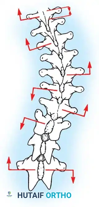 Hutaifortho's Orthopaedic Diagram