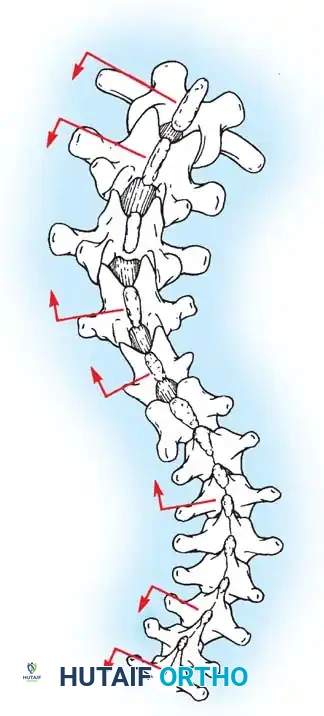 Hutaifortho's Orthopaedic Diagram