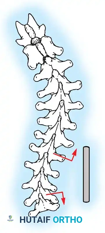 Hutaifortho's Orthopaedic Diagram