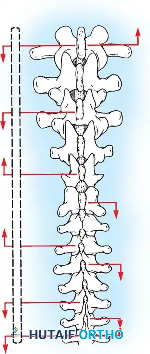 Hutaifortho's Orthopaedic Diagram