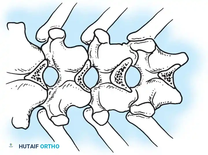 Hutaifortho's Orthopaedic Diagram