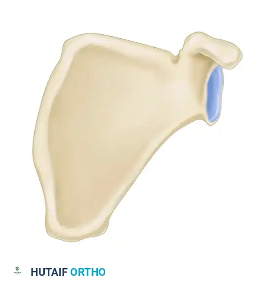 الدليل الشامل لعلاج كسور أعلى عظمة العضد والكتف